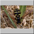 Xanthogramma festivum - Fruehe Gelbrandschwebfliege m01.jpg